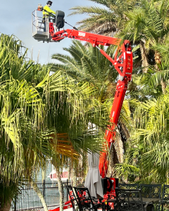 Tree Removal Service