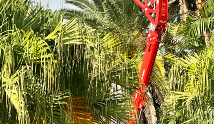 Tree Removal Service