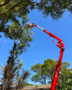 Tree Trimming