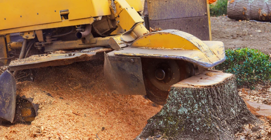 pinellas arbor stump grinding