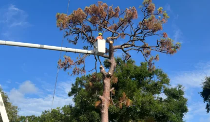 pinellas arbor tree removal