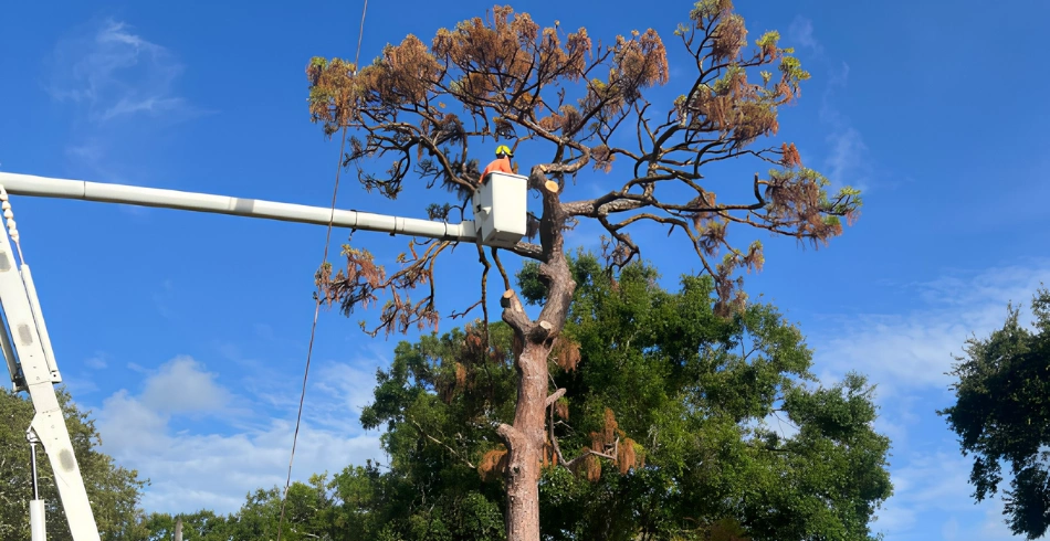pinellas arbor tree removal