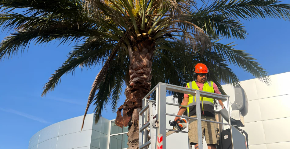 pinellas arbor tree trimming